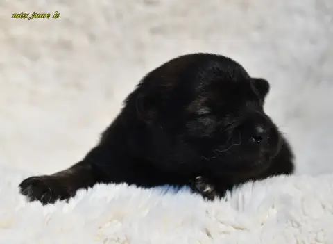 Eurasier  Chiot 2 Des Legendes De Retz