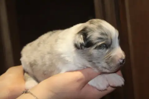Berger Australien  Chiot N°6 Royal Fluffy