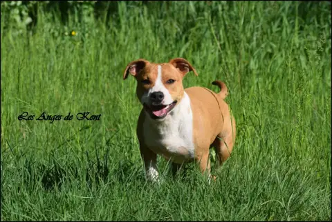 American Staffordshire Terrier  M1 American Apollo Le 78cb7 photo 2