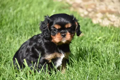 Cavalier King Charles Spaniel  Bentley Du Repère Des  d3645