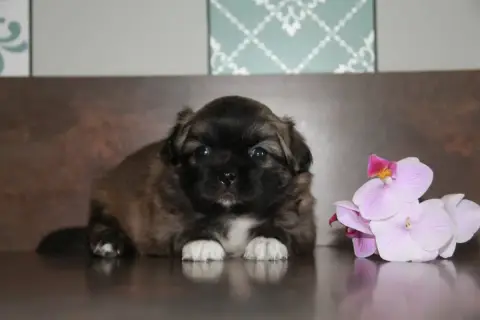Epagneul Tibetain  Chiot N°4 Du Rêve Des Joyaux