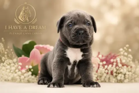 Cane Corso 
                        Collier Rouge I H 2421a