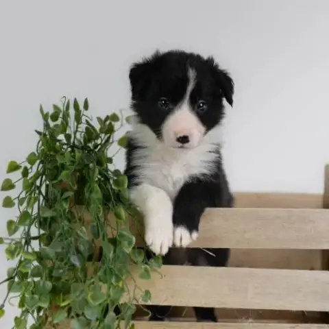 Chiot Male Border Collie Lof