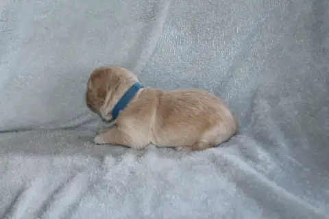 Golden Retriever photo 2
