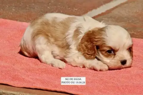 Cavalier King Charles Spaniel  Salsa M2 De La Bastide bb868