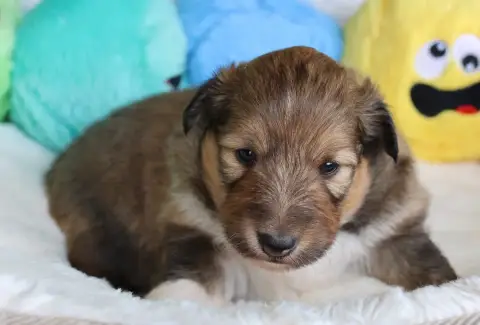 Shetland Sheepdog  Chiot N°3 Du Royaume De La Petite  87a04