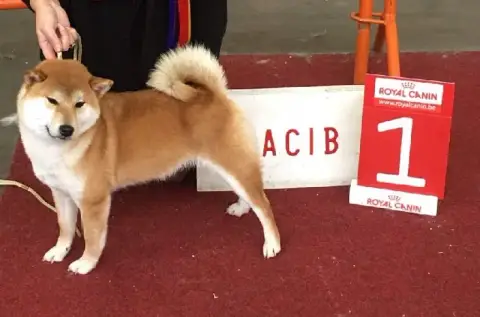 Shiba  Chiot N°2 Des Lianes De Mysore photo 3