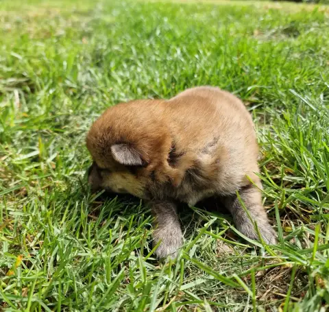 Shiba photo 2