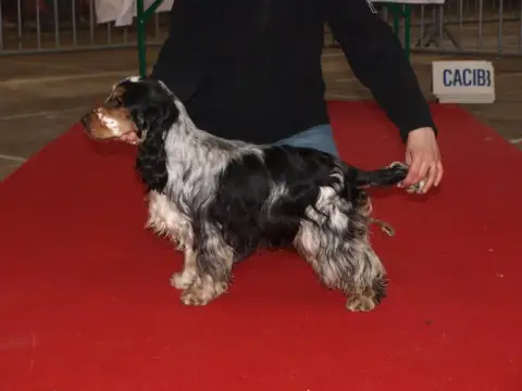 Cocker Spaniel Anglais  M5 -