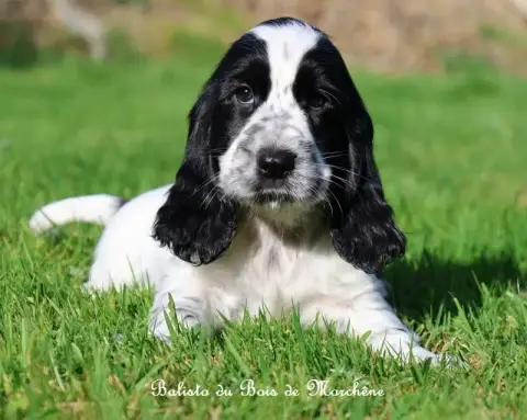 Cocker Spaniel Anglais  Balisto Du Bois De Morchène a2a1a