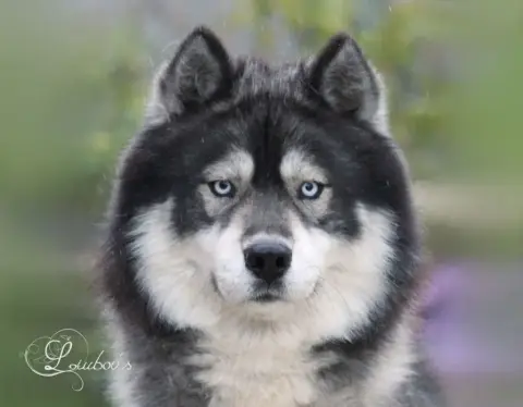 Siberian Husky  Binuit Liubov'S photo 3