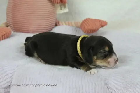 Beagle