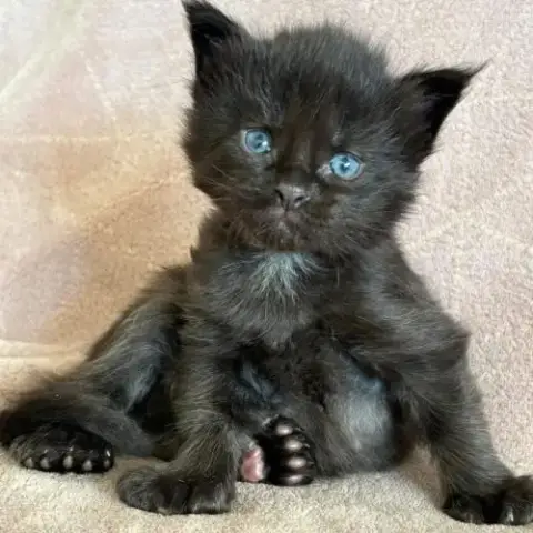 Chatons Maine Coon Mâles Et