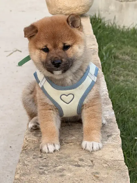 Shiba  Beauty Born In Aulero