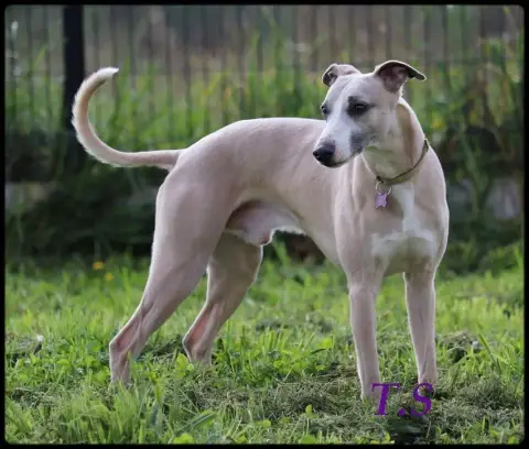 Whippet photo 2
