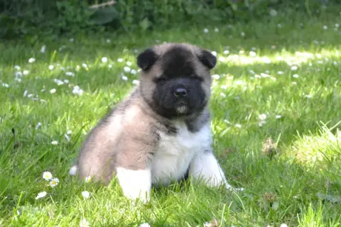 Akita Americain  Bunta Of Bear'S Park