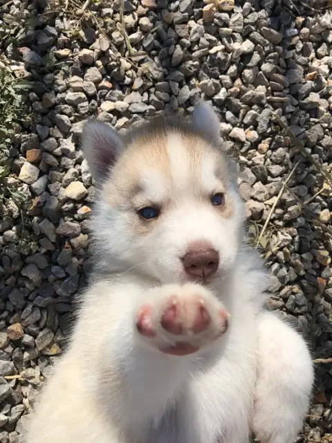 Siberian Husky  Collier Bleu Of The Southern Mountain 04ee3 photo 3