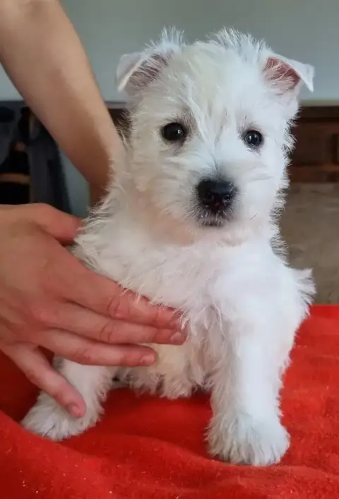 West Highland White Terrier  Chiot N°3 008 Des Hirond 8c0cf photo 3