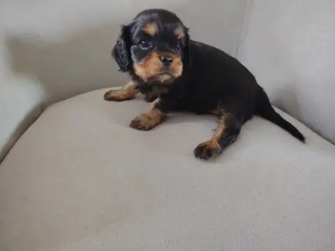 Cavalier King Charles Spaniel  Chiot N°1 Du Puits Des e0520 photo 2