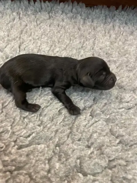 Cocker Spaniel Anglais 
                        B,,,, 3af3b