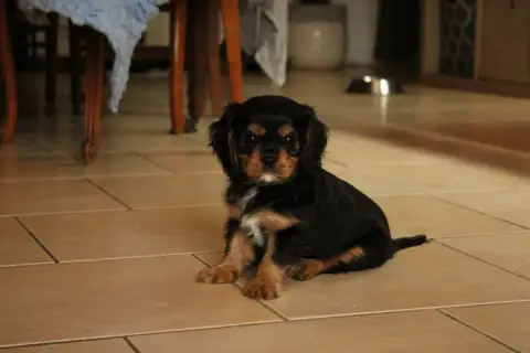 Cavalier King Charles Spaniel  Blue