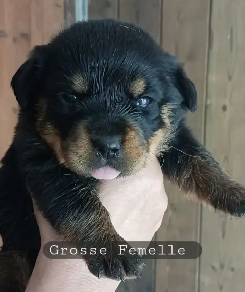 Rottweiler  Grosse