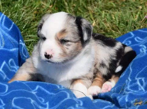 Berger Américain Miniature  Chiot N°3 photo 2