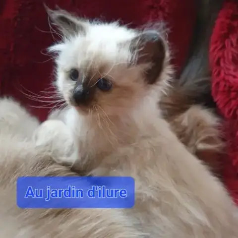 Sacré De Birmanie Loof