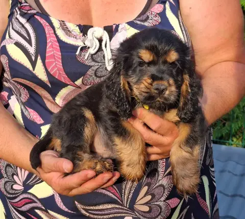 Adopter Cocker Spaniel Anglais 
                        Benhu 9442a