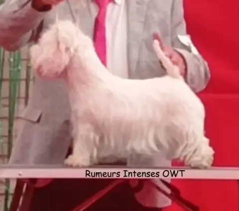 West Highland White Terrier  Chiot 3 Du Clos De La Ma 9e5e3 photo 3