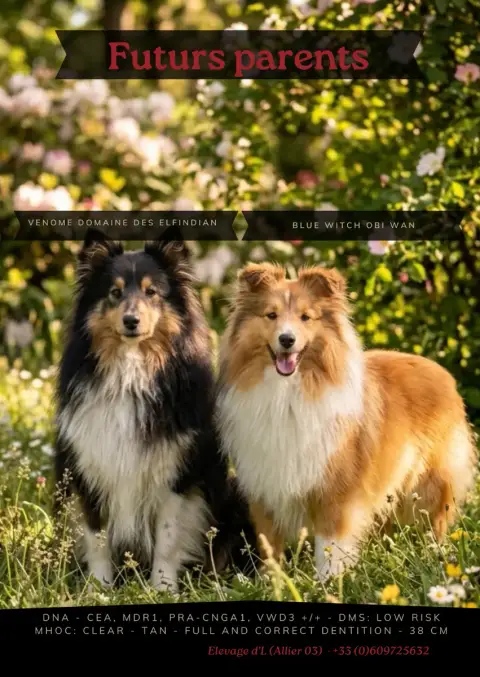 Shetland Sheepdog  Chiot N* 2