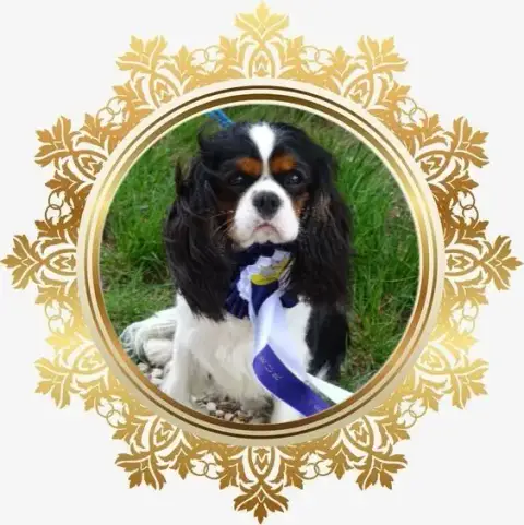 Cavalier King Charles Spaniel  Chiot N°1 D'Ez Mortes  e67ce photo 3