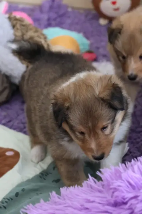 Shetland Sheepdog 
                        Chiot N°2  10b55 photo 2
