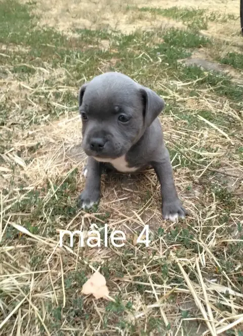 Staffordshire Bull Terrier 
                        C 4c822 photo 2