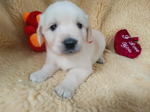 Golden Retriever  Mâle Collier Rouge Des Berberis