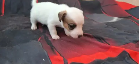 Jack Russell Terrier  Chiot 3 De L'Etang De Rochefort c104f