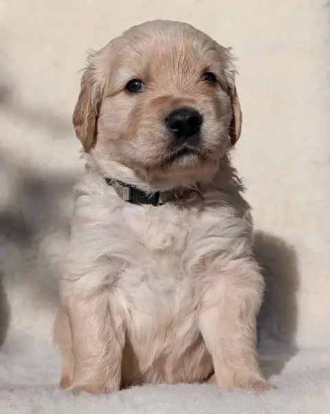 Golden Retriever  Boss De L'Esprit D'Oural photo 3