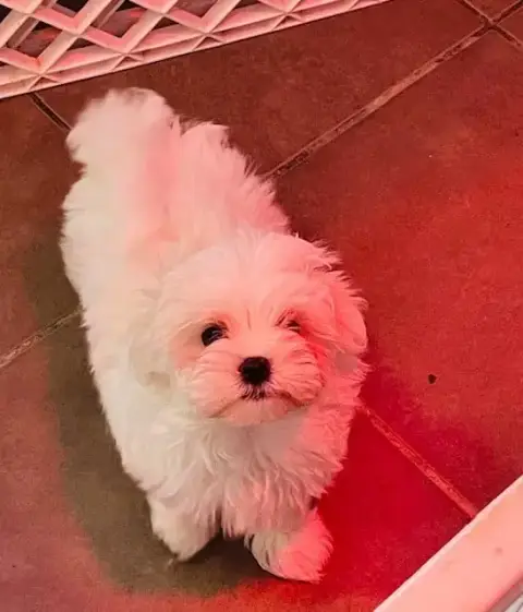 Bichon Maltais  Bamby Des Brumes De Rhodanie