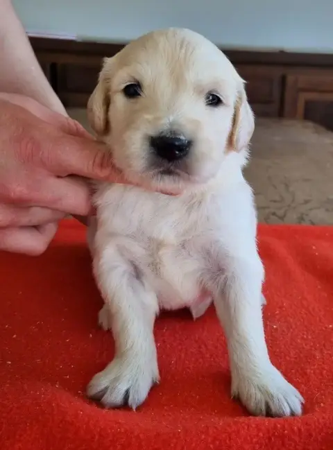 Golden Retriever  Chiot N°6 Des Hirondelles Du Voyage fe438 photo 3