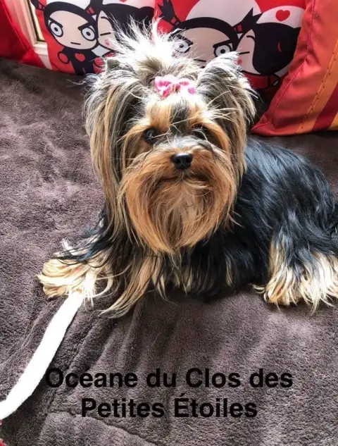 Yorkshire Terrier  Bernabé Du Clos Des Petites Etoile 64cc9 photo 3