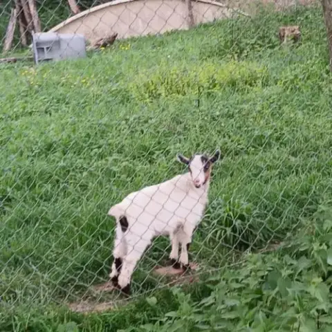 Chevre Et Bouc Nain Croisé Toys