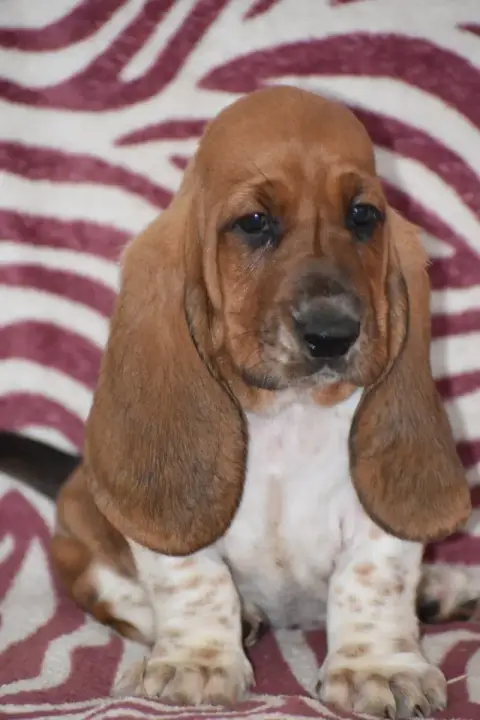 Basset Hound  Bretzel Des Mille Et Une Roses photo 2