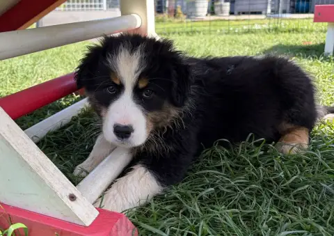 Berger Australien  Chiot N°4 Des Gardiens D'Athéna