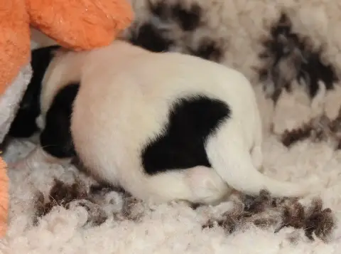 Fox Terrier Poil Lisse photo 2