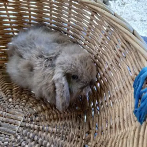 Lapins Minilops