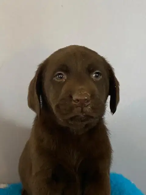 Labrador Retriever  Brook Des Gazons D'Ile De France 5460f