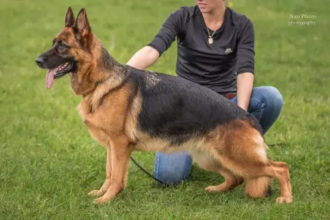 Berger Allemand  Chiot 3 Du Fosse Des Pandours photo 3