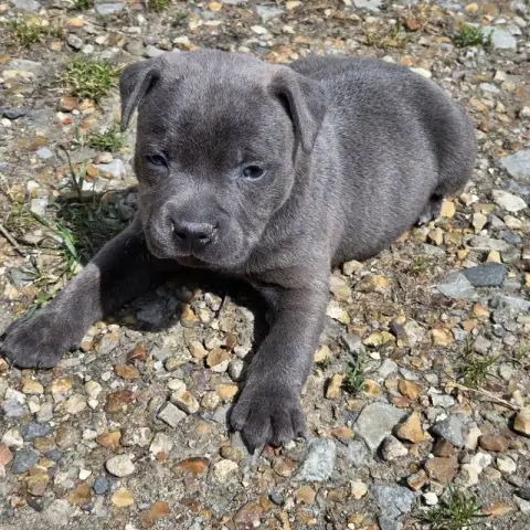 Staffordshire Bull Terrier  Chiot N°2 photo 3