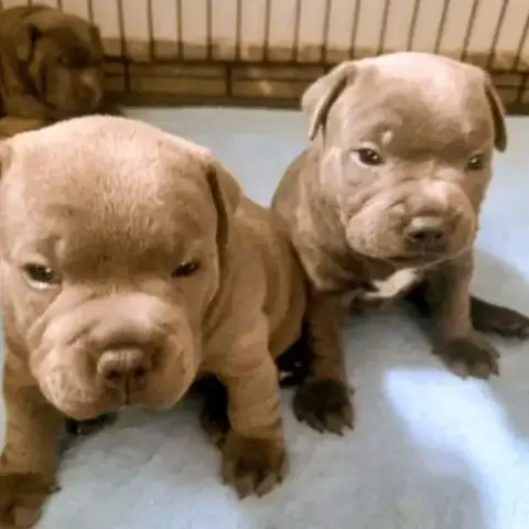Staffie/Staffy Chiot Bleu Blue