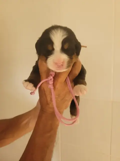Bouvier Bernois  Collier Rose Pale Du Mas De La Fermi 4bf2e photo 2